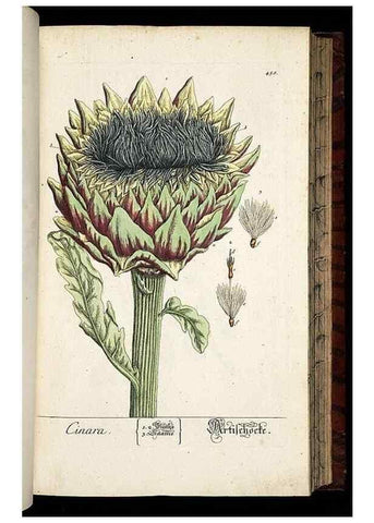 Reproducción/Reproduction 8428963557: Herbarium Blackwellianum emendatum et auctum, id est, Elisabethae Blackwell collectio stirpium. Norimbergae : Typis Io. Iosephi Fleischmanni, 1750-1773.