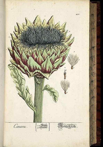 Reproducción/Reproduction 8428963557: Herbarium Blackwellianum emendatum et auctum, id est, Elisabethae Blackwell collectio stirpium. Norimbergae : Typis Io. Iosephi Fleischmanni, 1750-1773.