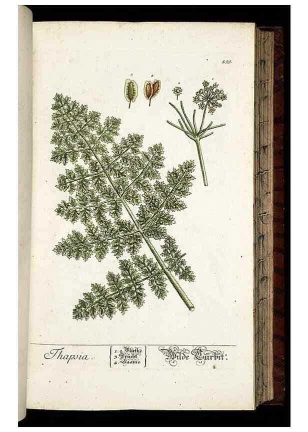 Reproducción/Reproduction 8430052004: Herbarium Blackwellianum emendatum et auctum, id est, Elisabethae Blackwell collectio stirpium. Norimbergae : Typis Io. Iosephi Fleischmanni, 1750-1773.