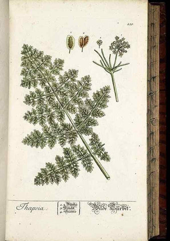 Reproducción/Reproduction 8430052004: Herbarium Blackwellianum emendatum et auctum, id est, Elisabethae Blackwell collectio stirpium. Norimbergae : Typis Io. Iosephi Fleischmanni, 1750-1773.
