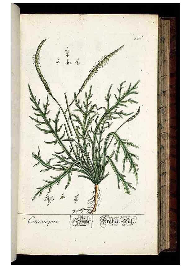 Reproducción/Reproduction 8428963891: Herbarium Blackwellianum emendatum et auctum, id est, Elisabethae Blackwell collectio stirpium. Norimbergae : Typis Io. Iosephi Fleischmanni, 1750-1773.