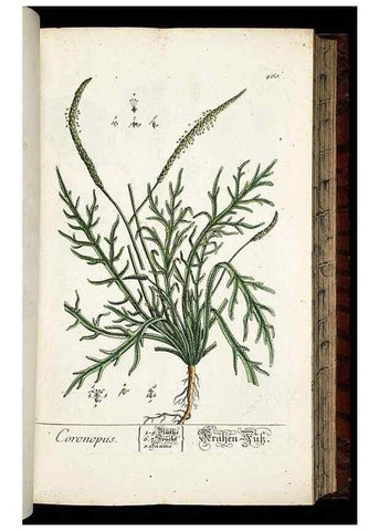 Reproducción/Reproduction 8428963891: Herbarium Blackwellianum emendatum et auctum, id est, Elisabethae Blackwell collectio stirpium. Norimbergae : Typis Io. Iosephi Fleischmanni, 1750-1773.