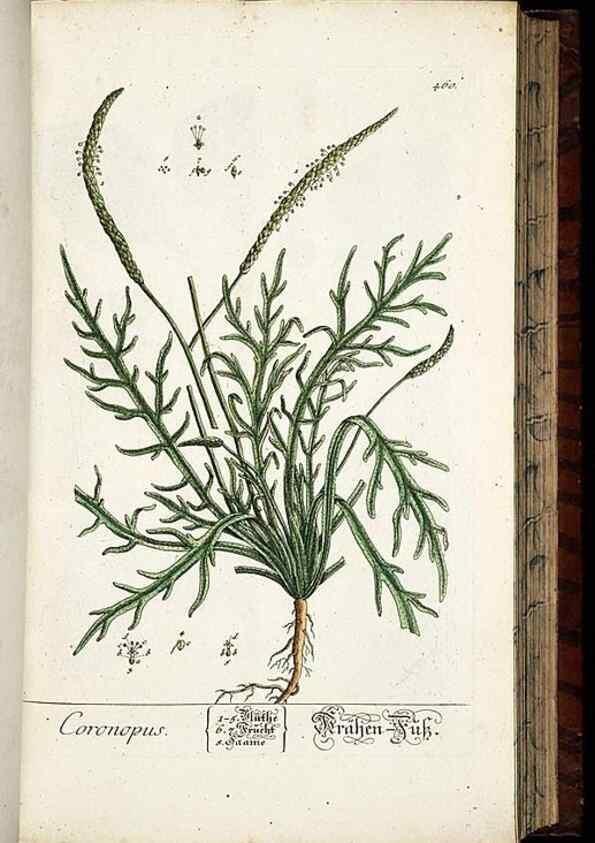 Reproducción/Reproduction 8428963891: Herbarium Blackwellianum emendatum et auctum, id est, Elisabethae Blackwell collectio stirpium. Norimbergae : Typis Io. Iosephi Fleischmanni, 1750-1773.