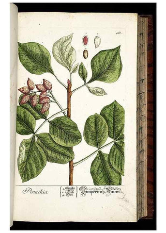 Reproducción/Reproduction 8430052554: Herbarium Blackwellianum emendatum et auctum, id est, Elisabethae Blackwell collectio stirpium. Norimbergae : Typis Io. Iosephi Fleischmanni, 1750-1773.
