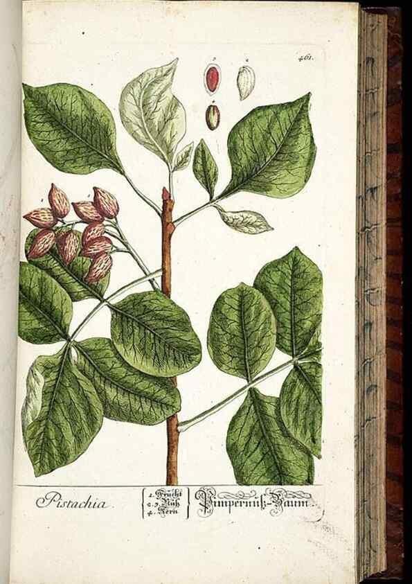 Reproducción/Reproduction 8430052554: Herbarium Blackwellianum emendatum et auctum, id est, Elisabethae Blackwell collectio stirpium. Norimbergae : Typis Io. Iosephi Fleischmanni, 1750-1773.