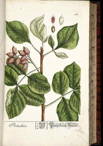 Reproducción/Reproduction 8430052554: Herbarium Blackwellianum emendatum et auctum, id est, Elisabethae Blackwell collectio stirpium. Norimbergae : Typis Io. Iosephi Fleischmanni, 1750-1773.