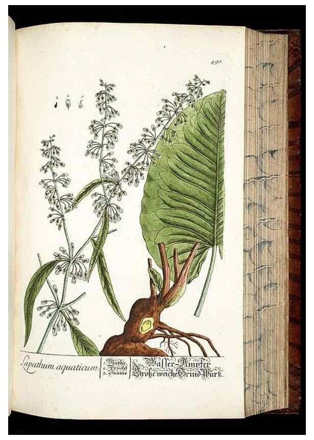 Reproducción/Reproduction 8428970499: Herbarium Blackwellianum emendatum et auctum, id est, Elisabethae Blackwell collectio stirpium. Norimbergae : Typis Io. Iosephi Fleischmanni, 1750-1773.