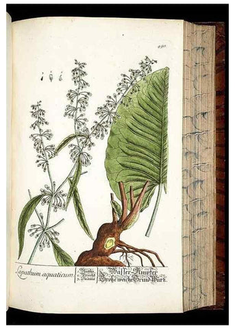 Reproducción/Reproduction 8428970499: Herbarium Blackwellianum emendatum et auctum, id est, Elisabethae Blackwell collectio stirpium. Norimbergae : Typis Io. Iosephi Fleischmanni, 1750-1773.
