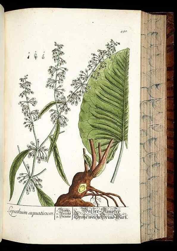 Reproducción/Reproduction 8428970499: Herbarium Blackwellianum emendatum et auctum, id est, Elisabethae Blackwell collectio stirpium. Norimbergae : Typis Io. Iosephi Fleischmanni, 1750-1773.