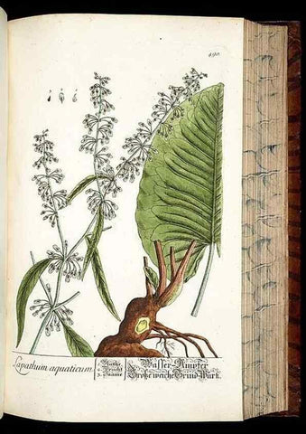 Reproducción/Reproduction 8428970499: Herbarium Blackwellianum emendatum et auctum, id est, Elisabethae Blackwell collectio stirpium. Norimbergae : Typis Io. Iosephi Fleischmanni, 1750-1773.