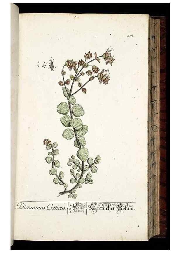 Reproducción/Reproduction 8428964687: Herbarium Blackwellianum emendatum et auctum, id est, Elisabethae Blackwell collectio stirpium. Norimbergae : Typis Io. Iosephi Fleischmanni, 1750-1773.