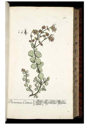 Reproducción/Reproduction 8428964687: Herbarium Blackwellianum emendatum et auctum, id est, Elisabethae Blackwell collectio stirpium. Norimbergae : Typis Io. Iosephi Fleischmanni, 1750-1773.