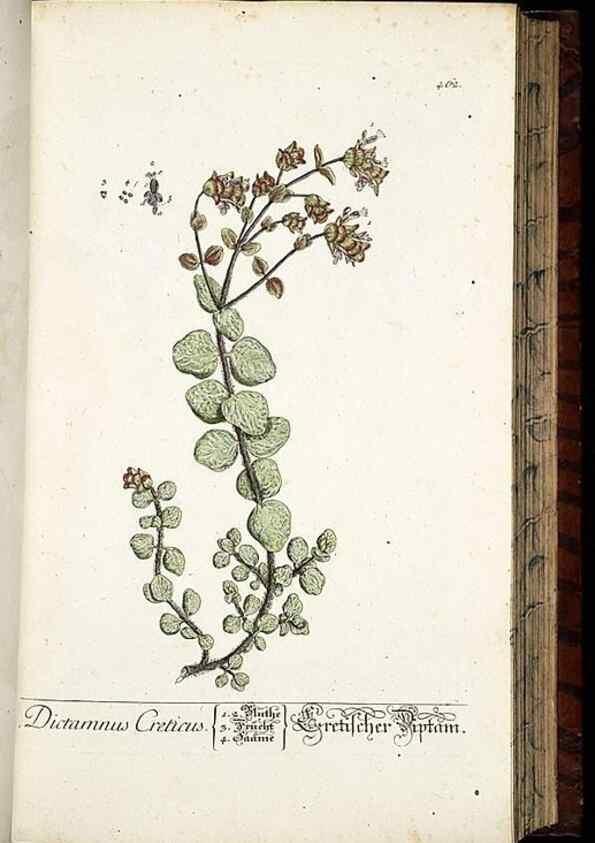 Reproducción/Reproduction 8428964687: Herbarium Blackwellianum emendatum et auctum, id est, Elisabethae Blackwell collectio stirpium. Norimbergae : Typis Io. Iosephi Fleischmanni, 1750-1773.