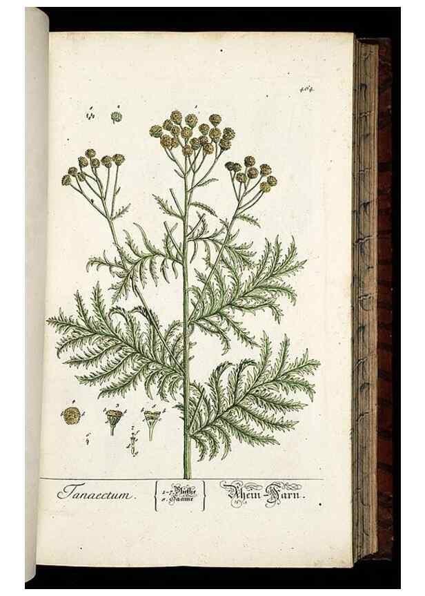 Reproducción/Reproduction 8428965055: Herbarium Blackwellianum emendatum et auctum, id est, Elisabethae Blackwell collectio stirpium. Norimbergae : Typis Io. Iosephi Fleischmanni, 1750-1773.
