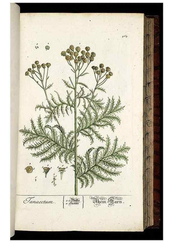 Reproducción/Reproduction 8428965055: Herbarium Blackwellianum emendatum et auctum, id est, Elisabethae Blackwell collectio stirpium. Norimbergae : Typis Io. Iosephi Fleischmanni, 1750-1773.
