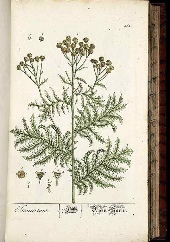 Reproducción/Reproduction 8428965055: Herbarium Blackwellianum emendatum et auctum, id est, Elisabethae Blackwell collectio stirpium. Norimbergae : Typis Io. Iosephi Fleischmanni, 1750-1773.