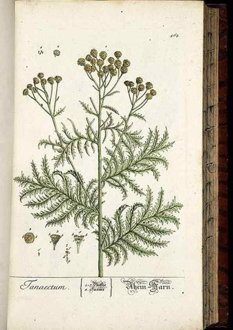 Reproducción/Reproduction 8428965055: Herbarium Blackwellianum emendatum et auctum, id est, Elisabethae Blackwell collectio stirpium. Norimbergae : Typis Io. Iosephi Fleischmanni, 1750-1773.