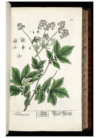 Reproducción/Reproduction 8428965217: Herbarium Blackwellianum emendatum et auctum, id est, Elisabethae Blackwell collectio stirpium. Norimbergae : Typis Io. Iosephi Fleischmanni, 1750-1773.