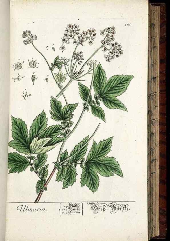 Reproducción/Reproduction 8428965217: Herbarium Blackwellianum emendatum et auctum, id est, Elisabethae Blackwell collectio stirpium. Norimbergae : Typis Io. Iosephi Fleischmanni, 1750-1773.