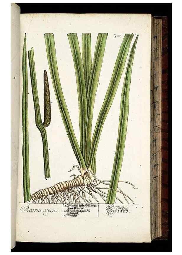 Reproducción/Reproduction 8428965563: Herbarium Blackwellianum emendatum et auctum, id est, Elisabethae Blackwell collectio stirpium. Norimbergae : Typis Io. Iosephi Fleischmanni, 1750-1773.