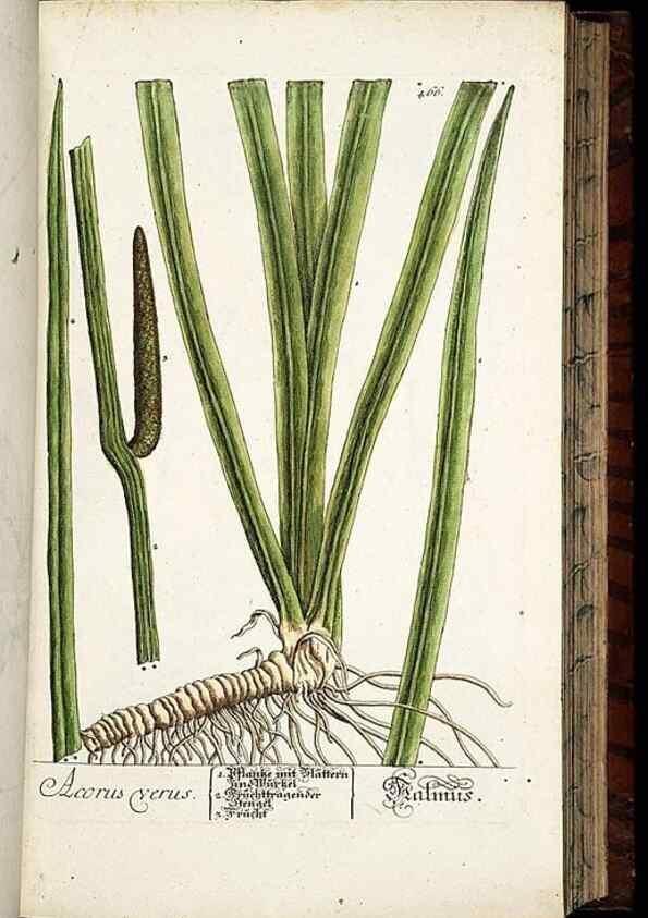 Reproducción/Reproduction 8428965563: Herbarium Blackwellianum emendatum et auctum, id est, Elisabethae Blackwell collectio stirpium. Norimbergae : Typis Io. Iosephi Fleischmanni, 1750-1773.