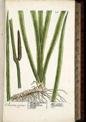 Reproducción/Reproduction 8428965563: Herbarium Blackwellianum emendatum et auctum, id est, Elisabethae Blackwell collectio stirpium. Norimbergae : Typis Io. Iosephi Fleischmanni, 1750-1773.