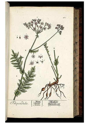 Reproducción/Reproduction 8428965837: Herbarium Blackwellianum emendatum et auctum, id est, Elisabethae Blackwell collectio stirpium. Norimbergae : Typis Io. Iosephi Fleischmanni, 1750-1773.