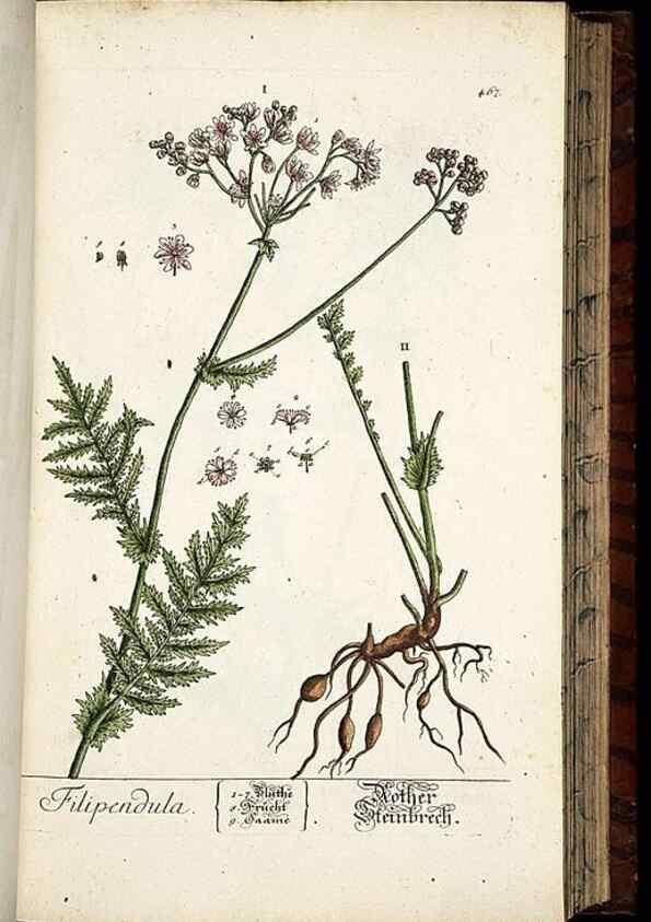 Reproducción/Reproduction 8428965837: Herbarium Blackwellianum emendatum et auctum, id est, Elisabethae Blackwell collectio stirpium. Norimbergae : Typis Io. Iosephi Fleischmanni, 1750-1773.