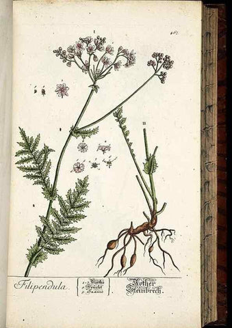 Reproducción/Reproduction 8428965837: Herbarium Blackwellianum emendatum et auctum, id est, Elisabethae Blackwell collectio stirpium. Norimbergae : Typis Io. Iosephi Fleischmanni, 1750-1773.