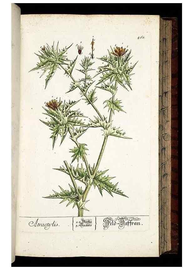 Reproducción/Reproduction 8428965989: Herbarium Blackwellianum emendatum et auctum, id est, Elisabethae Blackwell collectio stirpium. Norimbergae : Typis Io. Iosephi Fleischmanni, 1750-1773.