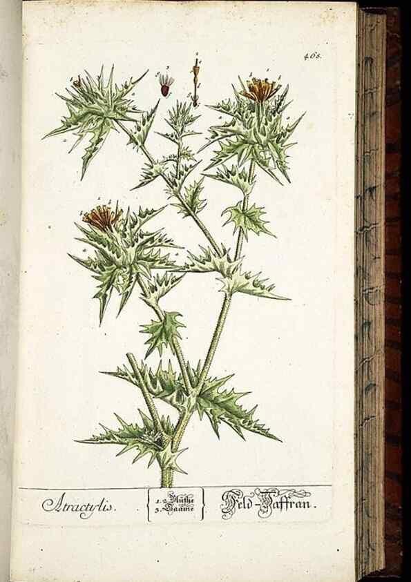 Reproducción/Reproduction 8428965989: Herbarium Blackwellianum emendatum et auctum, id est, Elisabethae Blackwell collectio stirpium. Norimbergae : Typis Io. Iosephi Fleischmanni, 1750-1773.