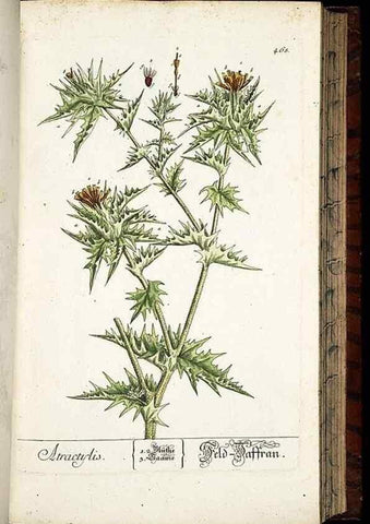 Reproducción/Reproduction 8428965989: Herbarium Blackwellianum emendatum et auctum, id est, Elisabethae Blackwell collectio stirpium. Norimbergae : Typis Io. Iosephi Fleischmanni, 1750-1773.