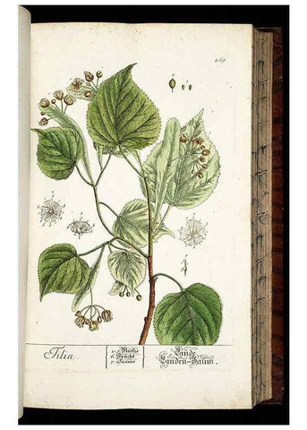 Reproducción/Reproduction 8430054424: Herbarium Blackwellianum emendatum et auctum, id est, Elisabethae Blackwell collectio stirpium. Norimbergae : Typis Io. Iosephi Fleischmanni, 1750-1773.