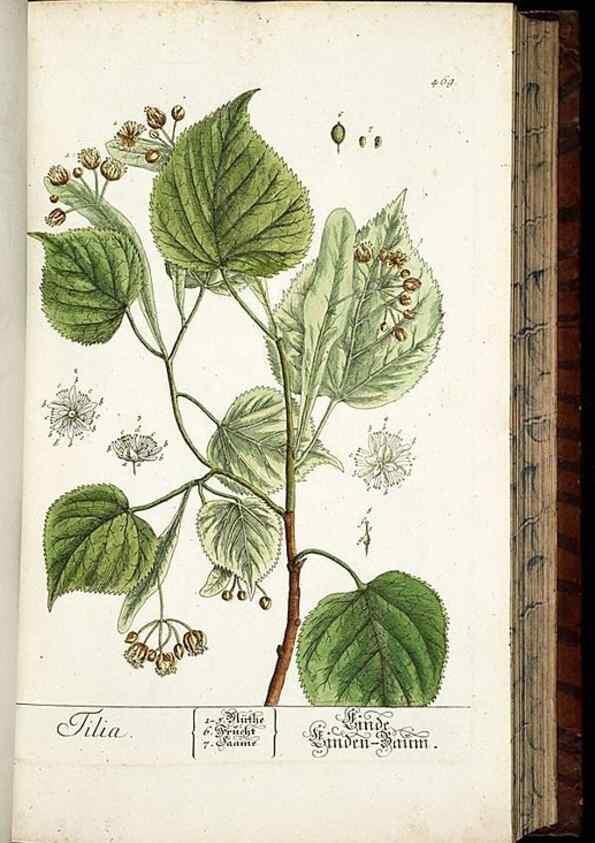 Reproducción/Reproduction 8430054424: Herbarium Blackwellianum emendatum et auctum, id est, Elisabethae Blackwell collectio stirpium. Norimbergae : Typis Io. Iosephi Fleischmanni, 1750-1773.