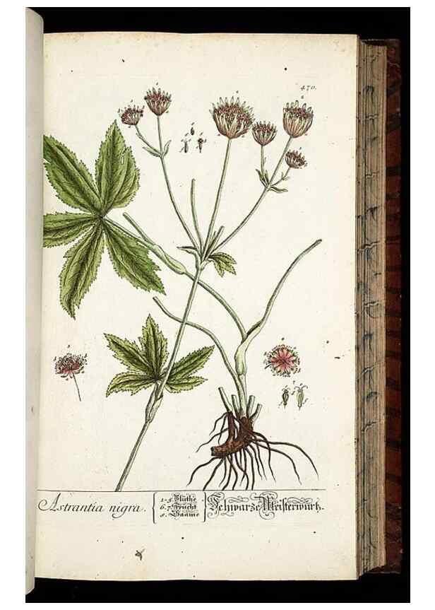 Reproducción/Reproduction 8428966445: Herbarium Blackwellianum emendatum et auctum, id est, Elisabethae Blackwell collectio stirpium. Norimbergae : Typis Io. Iosephi Fleischmanni, 1750-1773.