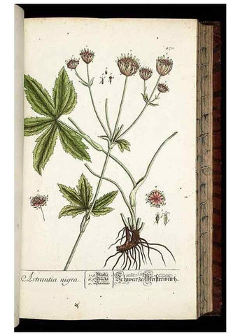 Reproducción/Reproduction 8428966445: Herbarium Blackwellianum emendatum et auctum, id est, Elisabethae Blackwell collectio stirpium. Norimbergae : Typis Io. Iosephi Fleischmanni, 1750-1773.