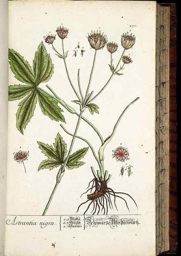 Reproducción/Reproduction 8428966445: Herbarium Blackwellianum emendatum et auctum, id est, Elisabethae Blackwell collectio stirpium. Norimbergae : Typis Io. Iosephi Fleischmanni, 1750-1773.
