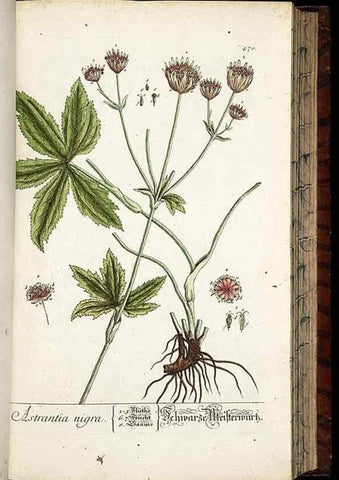 Reproducción/Reproduction 8428966445: Herbarium Blackwellianum emendatum et auctum, id est, Elisabethae Blackwell collectio stirpium. Norimbergae : Typis Io. Iosephi Fleischmanni, 1750-1773.
