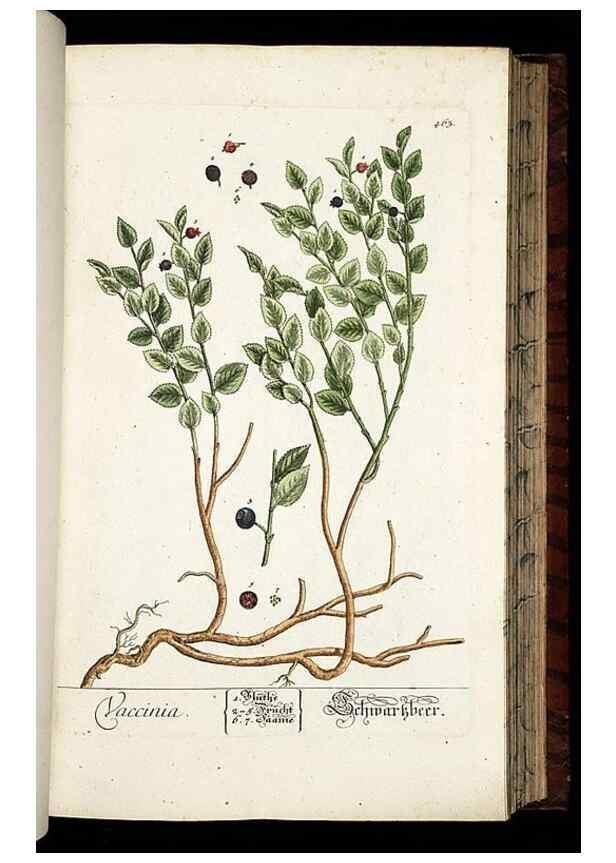 Reproducción/Reproduction 8430053248: Herbarium Blackwellianum emendatum et auctum, id est, Elisabethae Blackwell collectio stirpium. Norimbergae : Typis Io. Iosephi Fleischmanni, 1750-1773.