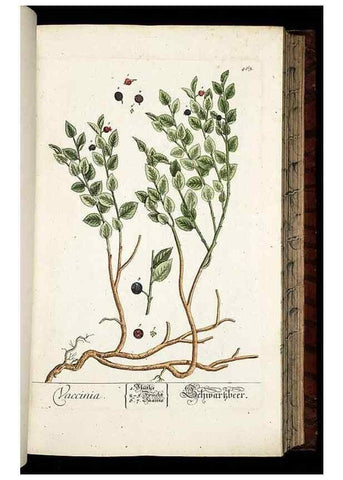Reproducción/Reproduction 8430053248: Herbarium Blackwellianum emendatum et auctum, id est, Elisabethae Blackwell collectio stirpium. Norimbergae : Typis Io. Iosephi Fleischmanni, 1750-1773.