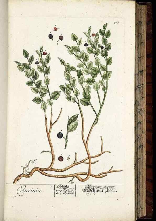 Reproducción/Reproduction 8430053248: Herbarium Blackwellianum emendatum et auctum, id est, Elisabethae Blackwell collectio stirpium. Norimbergae : Typis Io. Iosephi Fleischmanni, 1750-1773.