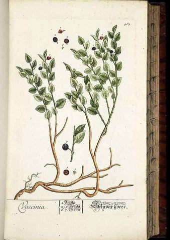 Reproducción/Reproduction 8430053248: Herbarium Blackwellianum emendatum et auctum, id est, Elisabethae Blackwell collectio stirpium. Norimbergae : Typis Io. Iosephi Fleischmanni, 1750-1773.