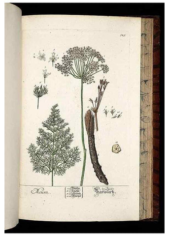 Reproducción/Reproduction 8430066712: Herbarium Blackwellianum emendatum et auctum, id est, Elisabethae Blackwell collectio stirpium. Norimbergae : Typis Io. Iosephi Fleischmanni, 1750-1773.
