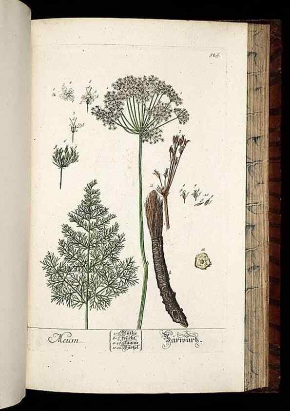 Reproducción/Reproduction 8430066712: Herbarium Blackwellianum emendatum et auctum, id est, Elisabethae Blackwell collectio stirpium. Norimbergae : Typis Io. Iosephi Fleischmanni, 1750-1773.
