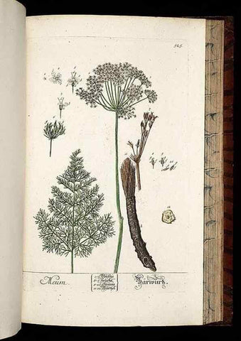 Reproducción/Reproduction 8430066712: Herbarium Blackwellianum emendatum et auctum, id est, Elisabethae Blackwell collectio stirpium. Norimbergae : Typis Io. Iosephi Fleischmanni, 1750-1773.