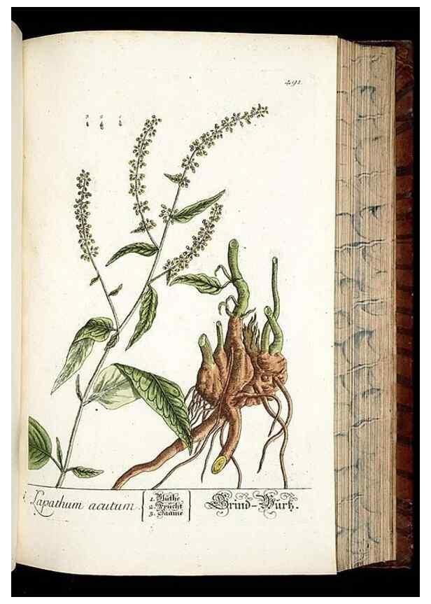 Reproducción/Reproduction 8428970657: Herbarium Blackwellianum emendatum et auctum, id est, Elisabethae Blackwell collectio stirpium. Norimbergae : Typis Io. Iosephi Fleischmanni, 1750-1773.