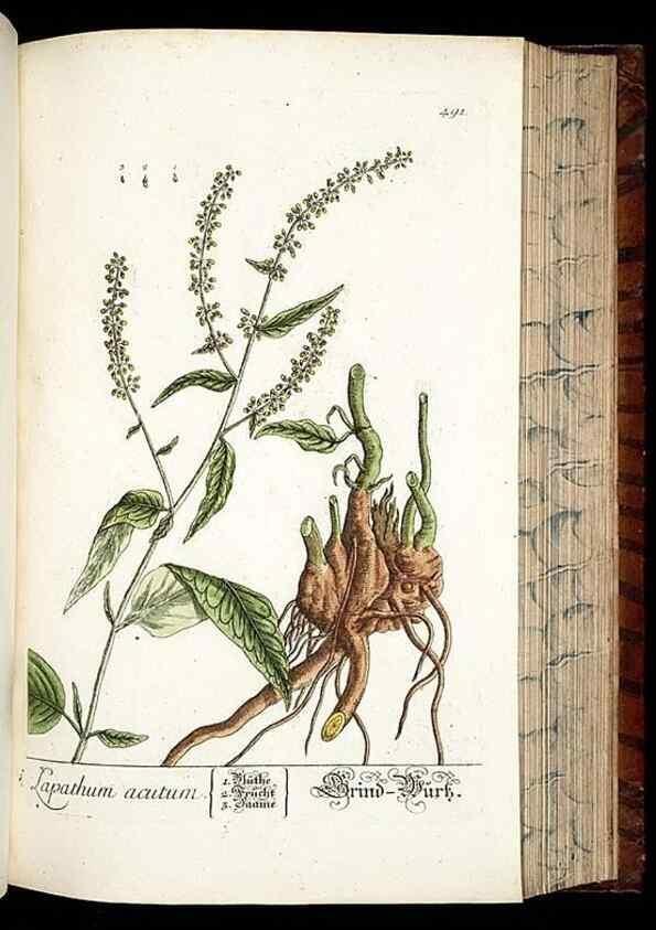 Reproducción/Reproduction 8428970657: Herbarium Blackwellianum emendatum et auctum, id est, Elisabethae Blackwell collectio stirpium. Norimbergae : Typis Io. Iosephi Fleischmanni, 1750-1773.