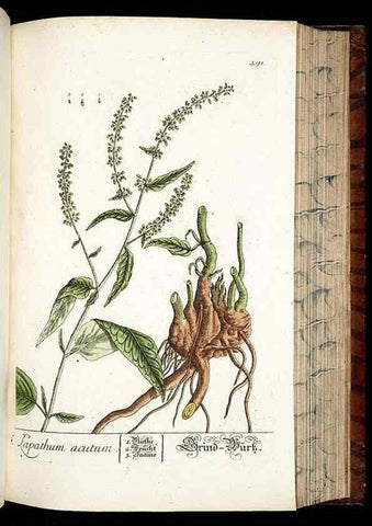 Reproducción/Reproduction 8428970657: Herbarium Blackwellianum emendatum et auctum, id est, Elisabethae Blackwell collectio stirpium. Norimbergae : Typis Io. Iosephi Fleischmanni, 1750-1773.