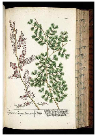 Reproducción/Reproduction 8430059294: Herbarium Blackwellianum emendatum et auctum, id est, Elisabethae Blackwell collectio stirpium. Norimbergae : Typis Io. Iosephi Fleischmanni, 1750-1773.