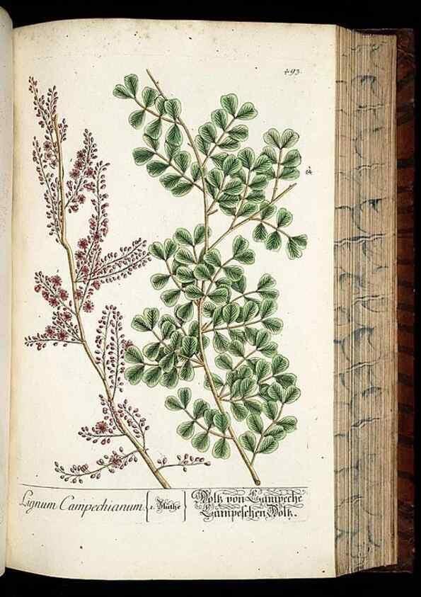 Reproducción/Reproduction 8430059294: Herbarium Blackwellianum emendatum et auctum, id est, Elisabethae Blackwell collectio stirpium. Norimbergae : Typis Io. Iosephi Fleischmanni, 1750-1773.